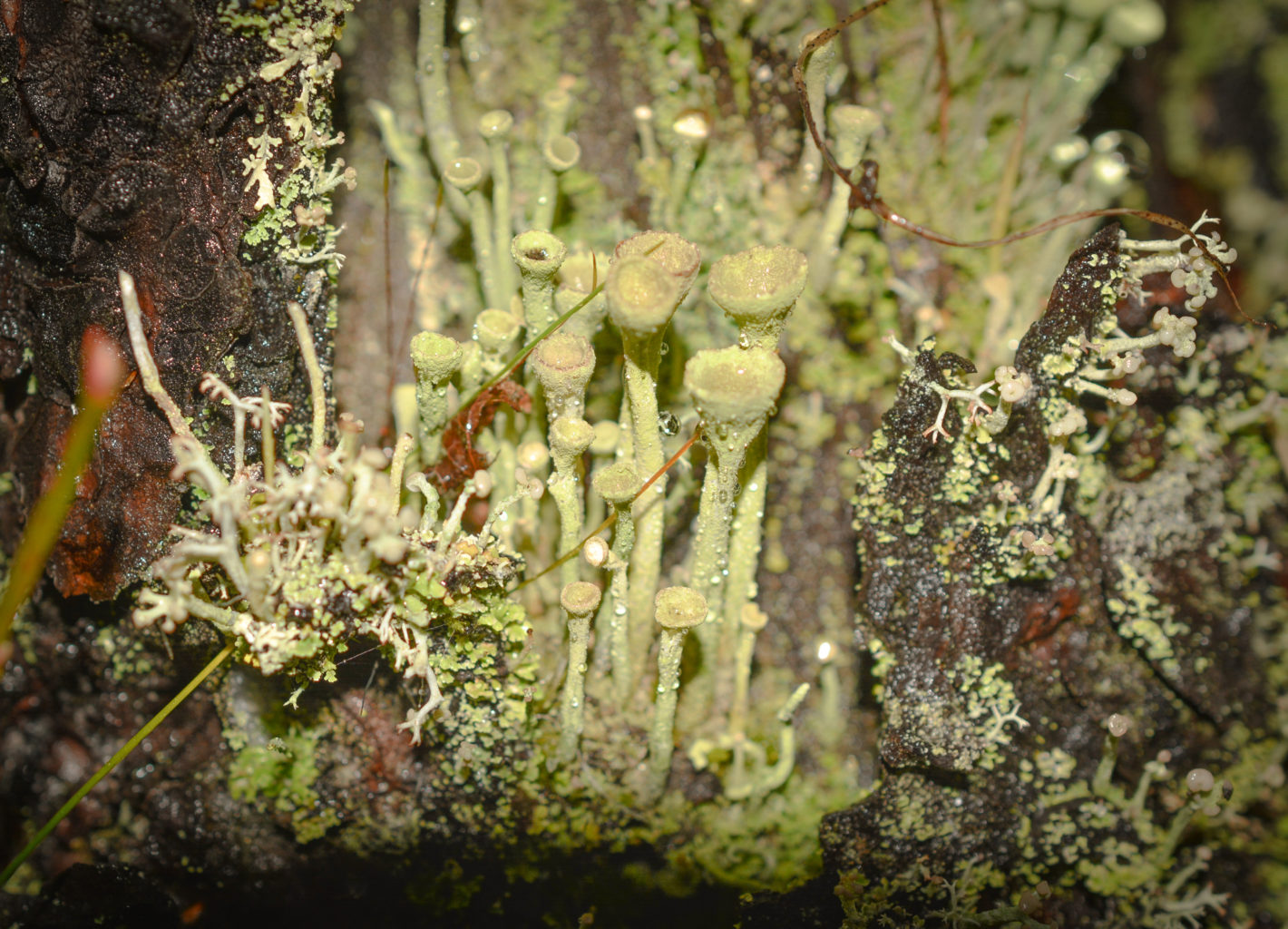 Valokuvaaja: MAIJA SAVOLAINEN