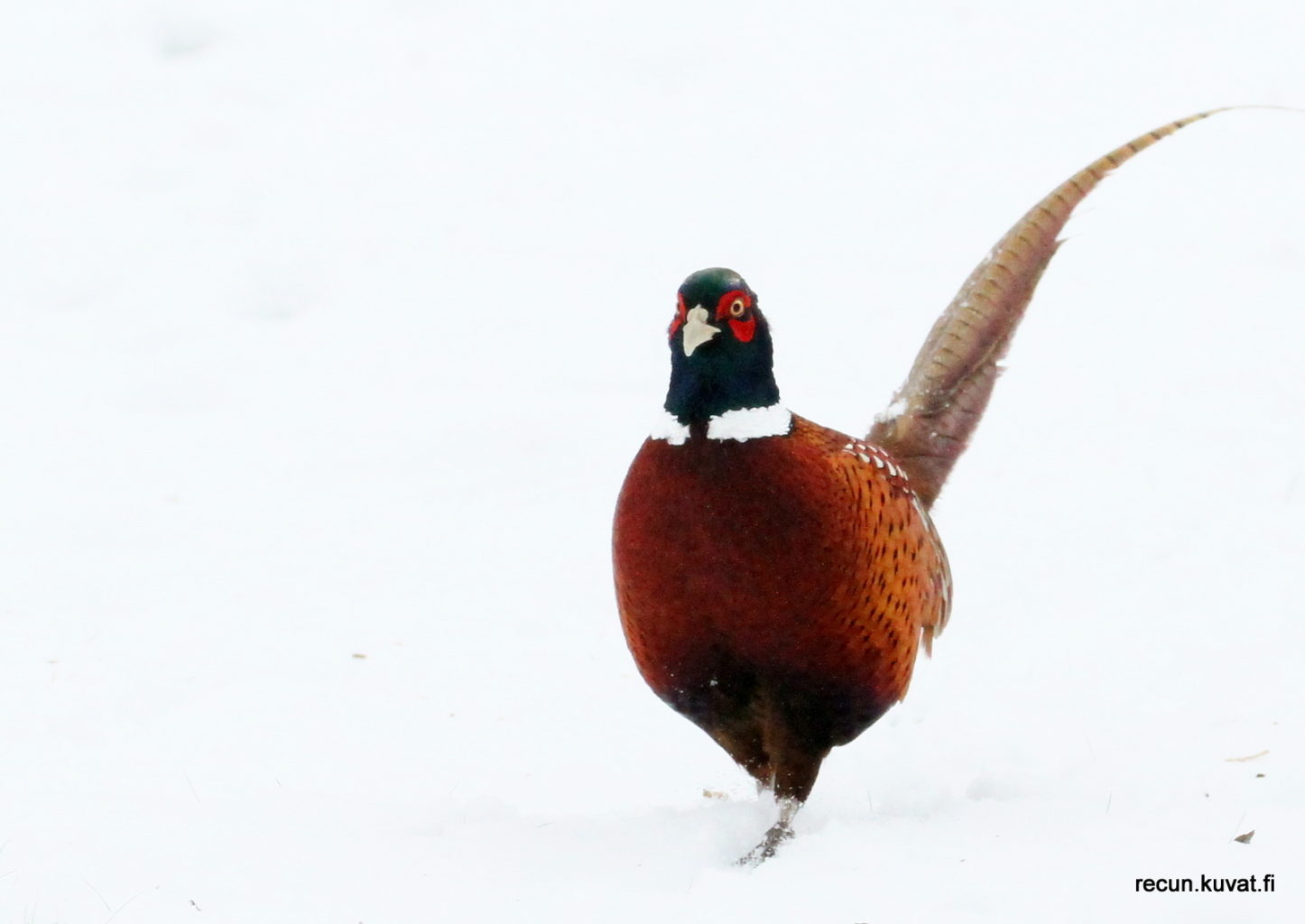 Valokuvaaja: Reijo lehtonen