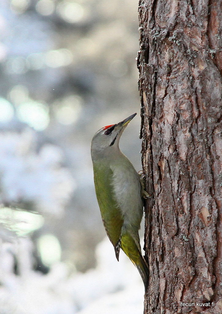 Valokuvaaja: Reijo lehtonen