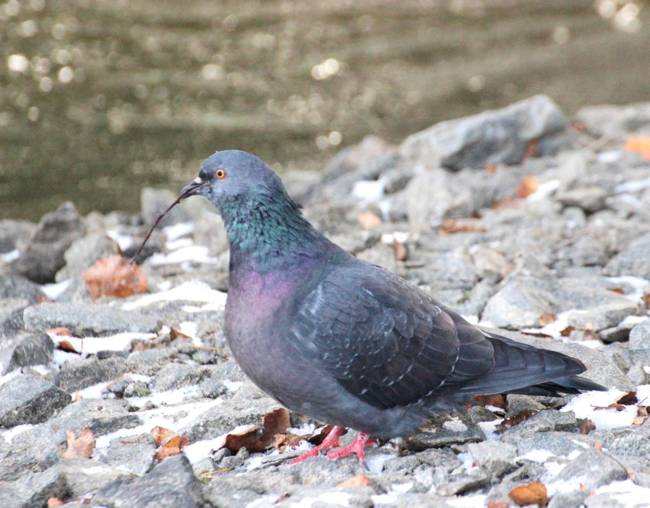 Valokuvaaja: Irja Lehtinen