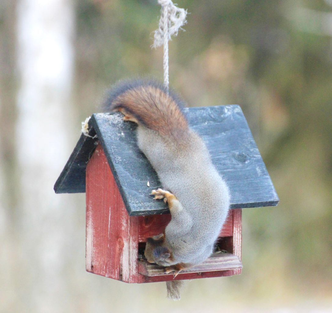 Valokuvaaja: Irja Lehtinen