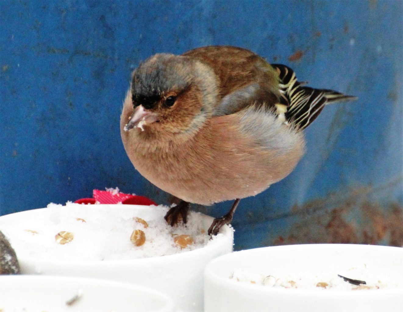 Valokuvaaja: Irja Lehtinen