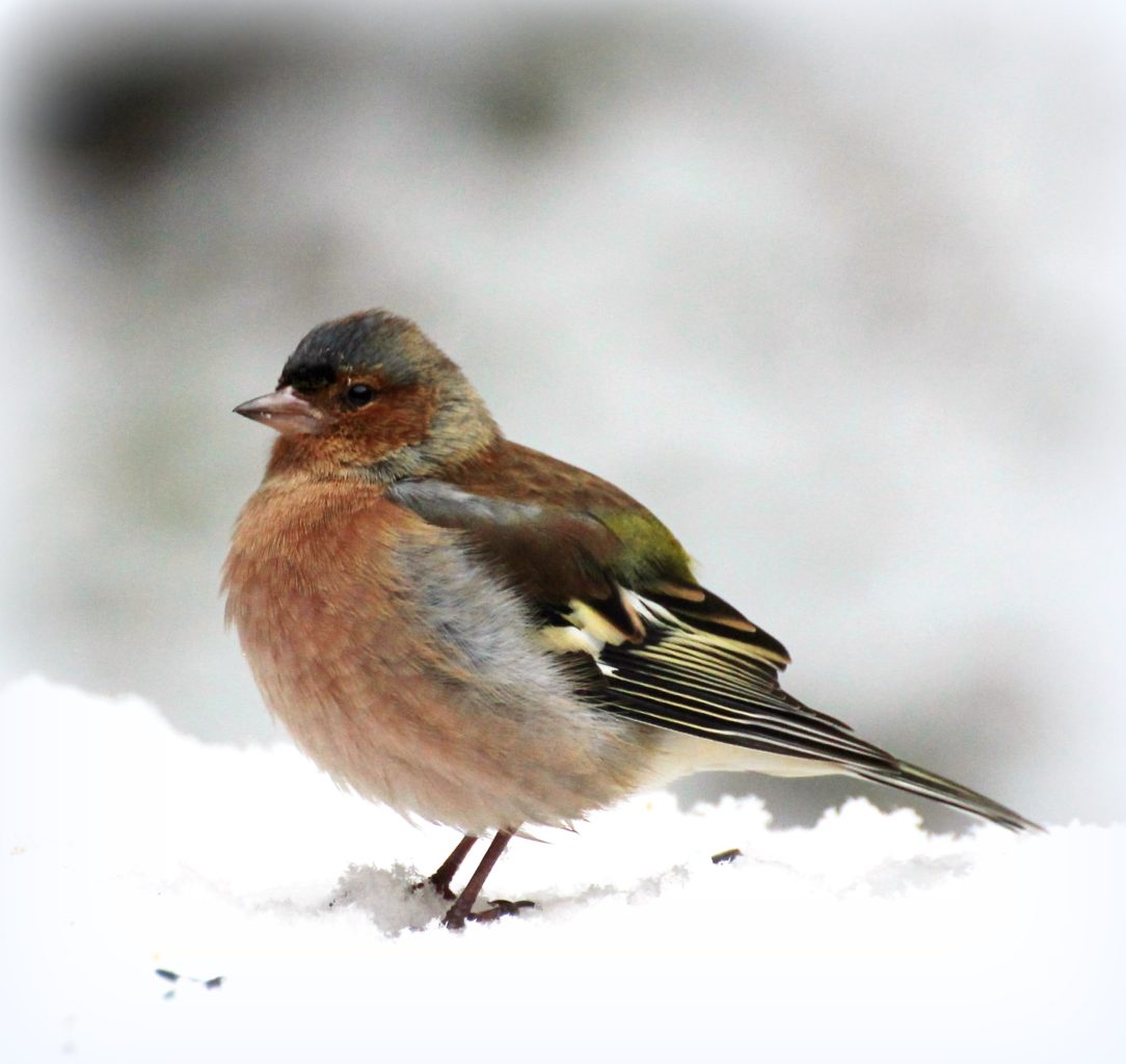 Valokuvaaja: Irja lehtinen Valokuvaaja: Irja lehtinen