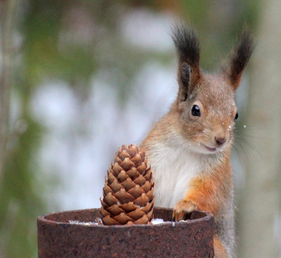 Valokuvaaja: Irja Lehtinen