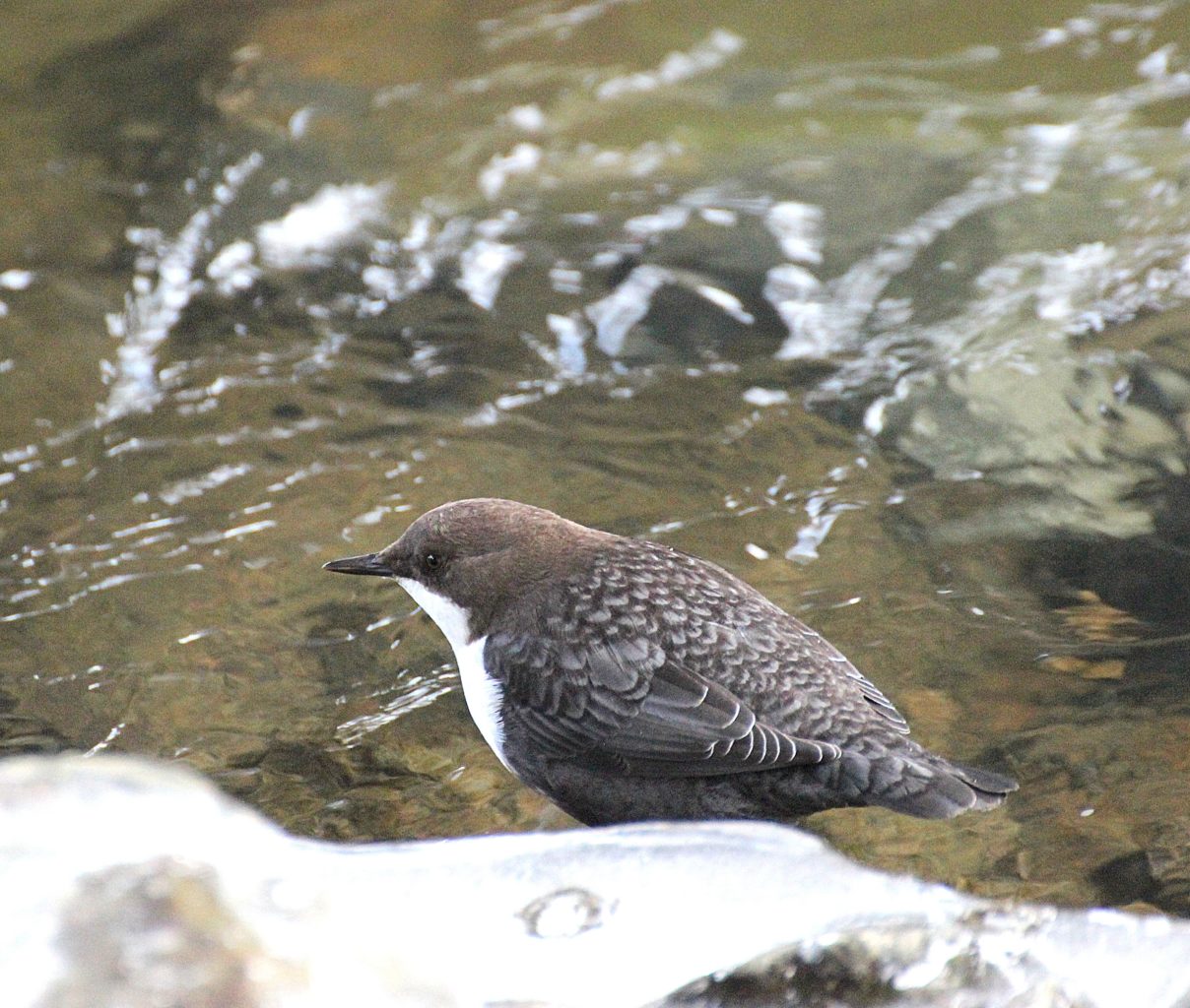 Valokuvaaja: Irja Lehtinen