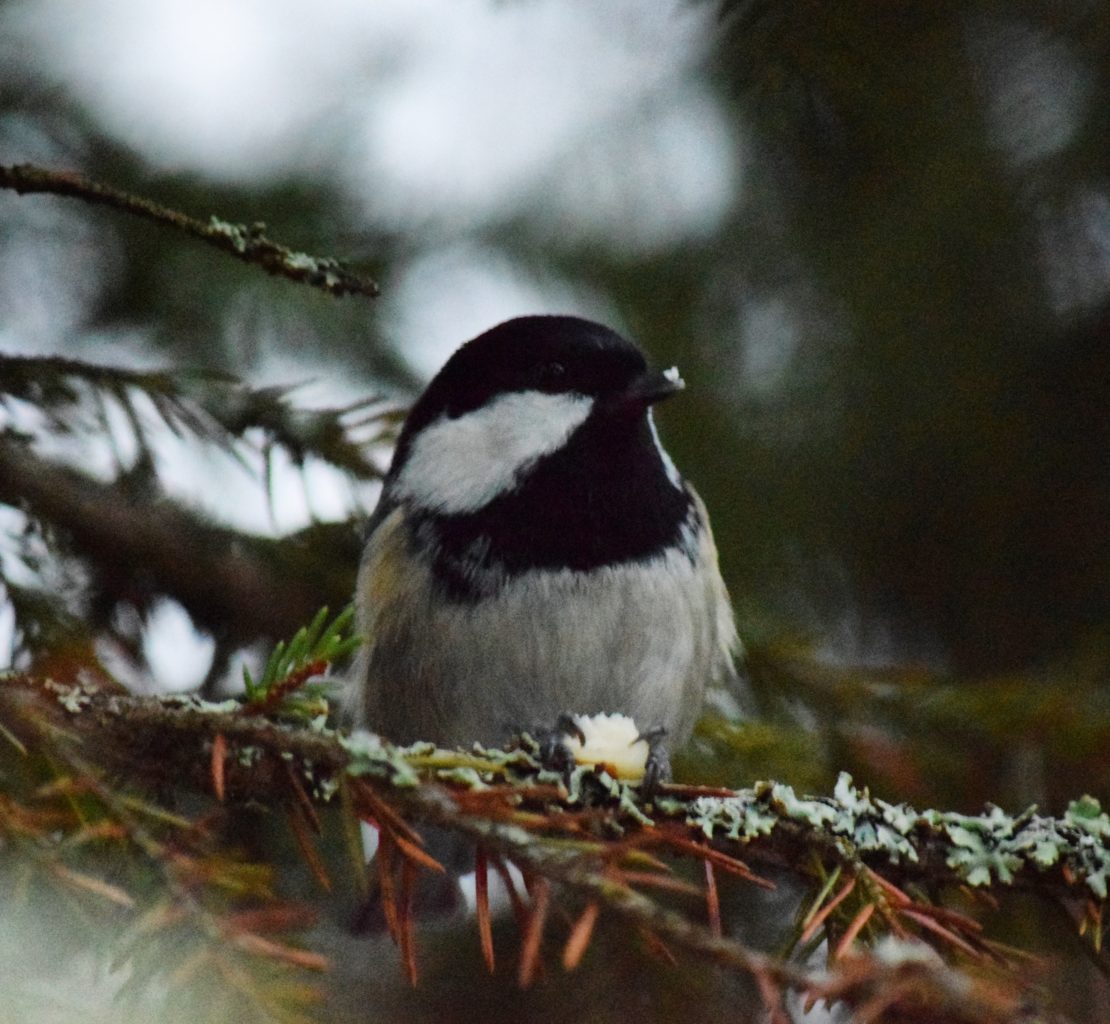 Valokuvaaja: Karoliina Iso-Ropo