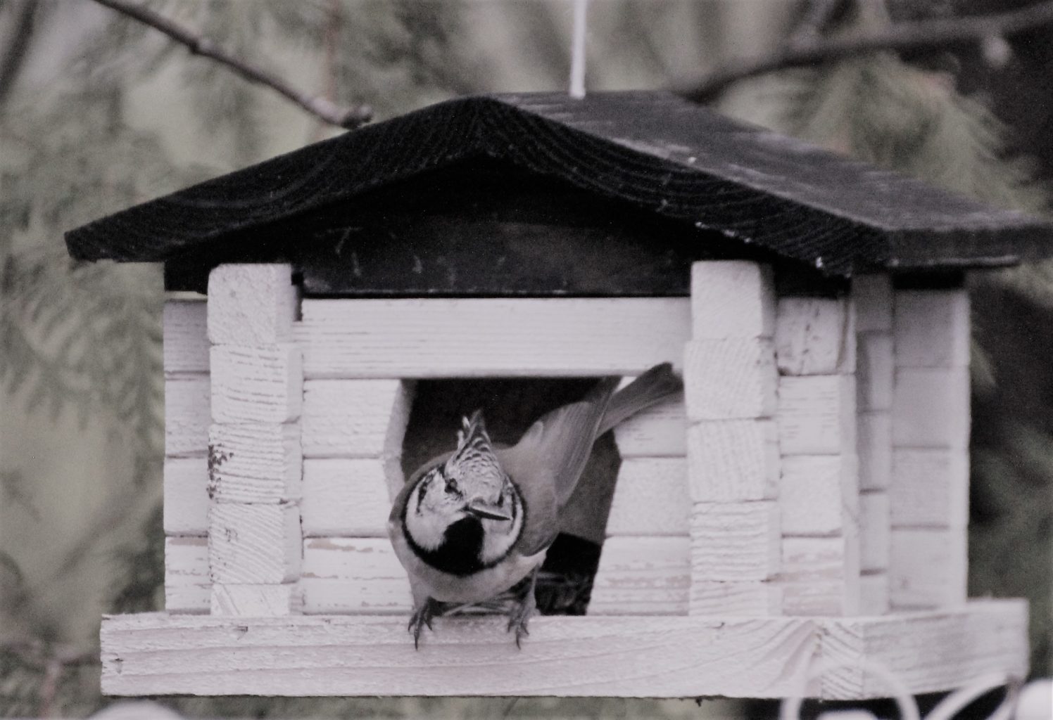 Valokuvaaja: Irja Lehtinen