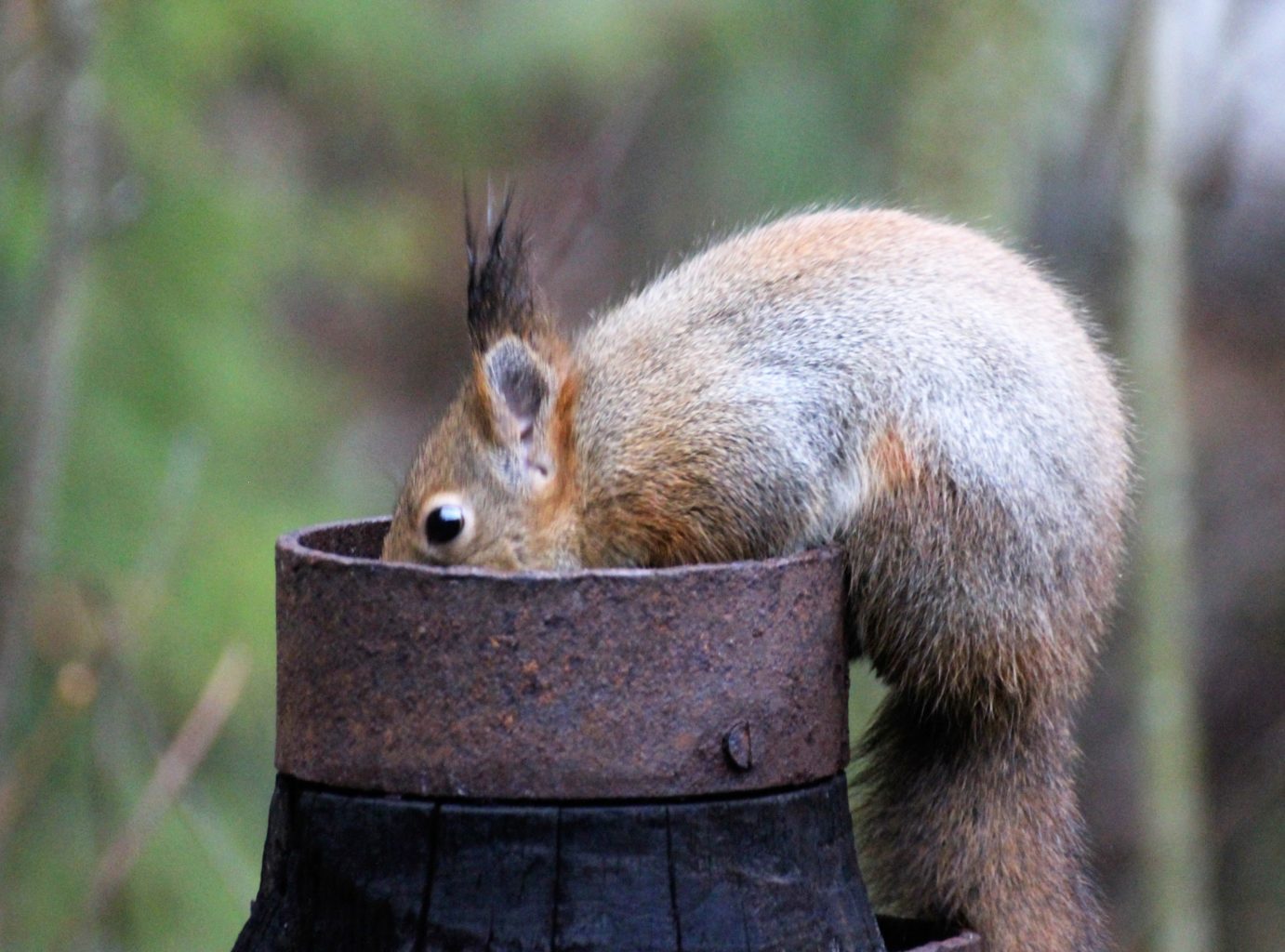 Valokuvaaja: Irja Lehtinen