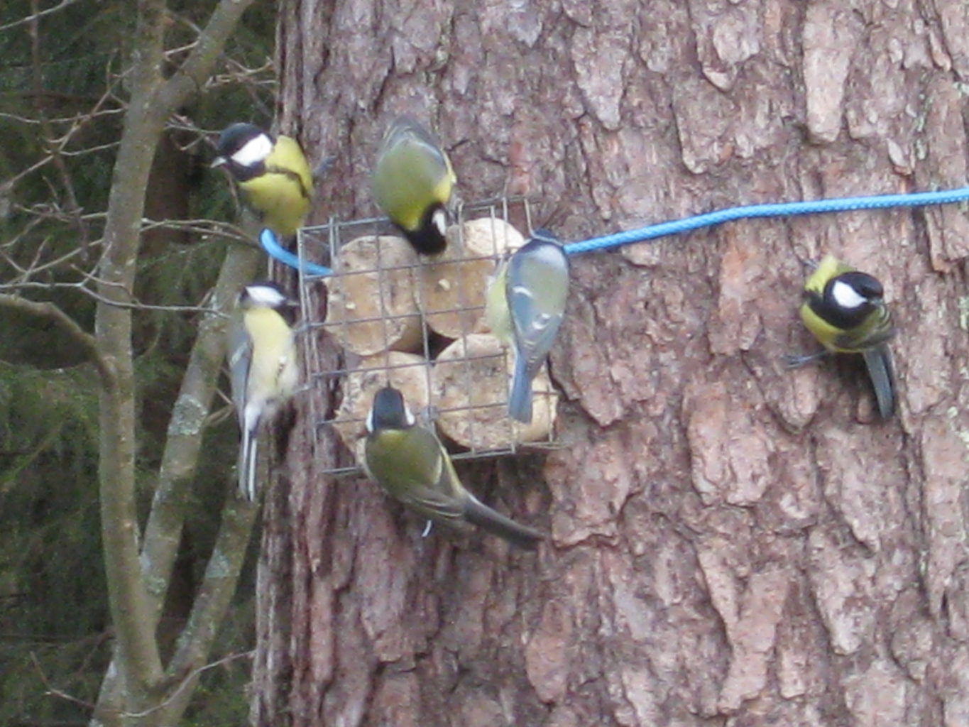 Valokuvaaja: yrjo lukkari