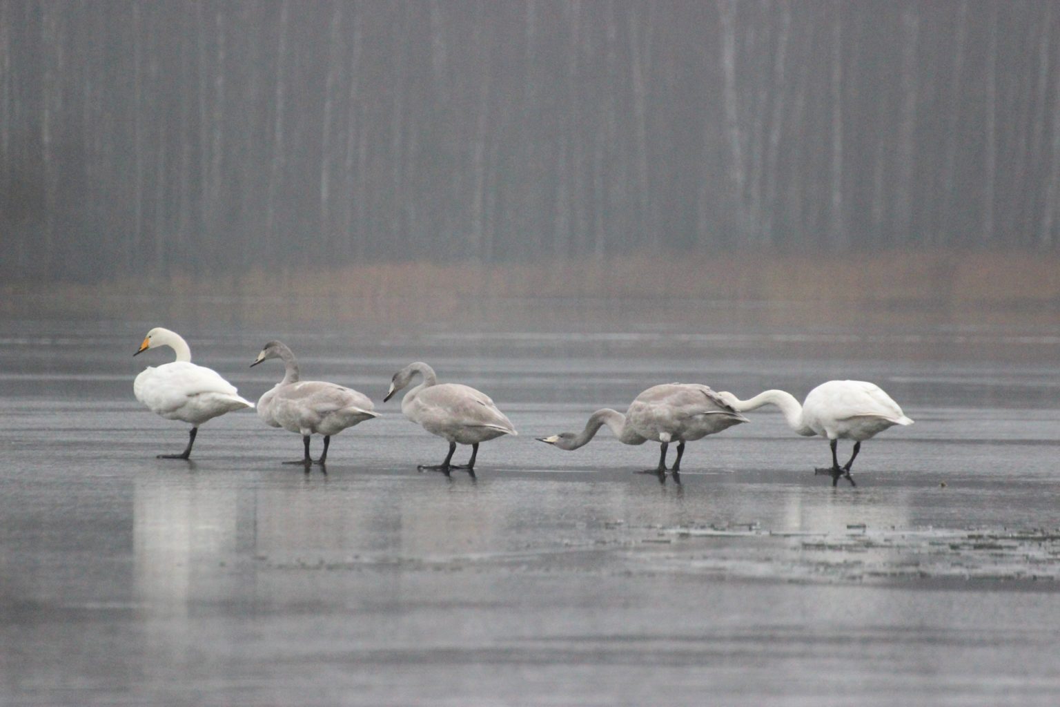 Valokuvaaja: Irja Lehtinen