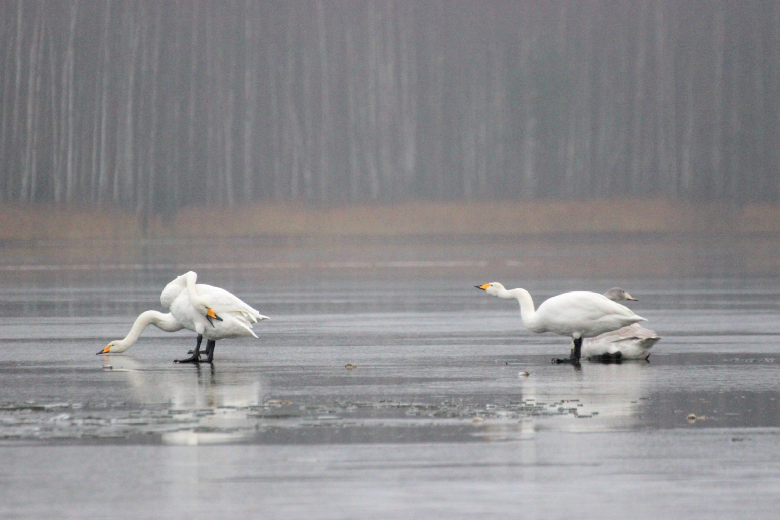 Valokuvaaja: Irja Lehtinen