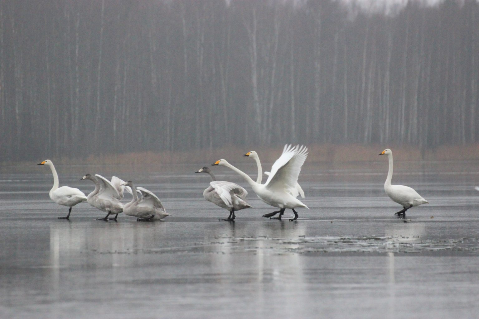 Valokuvaaja: Irja Lehtinen