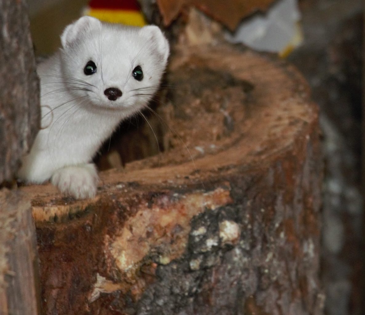 Valokuvaaja: Pekka Putaala