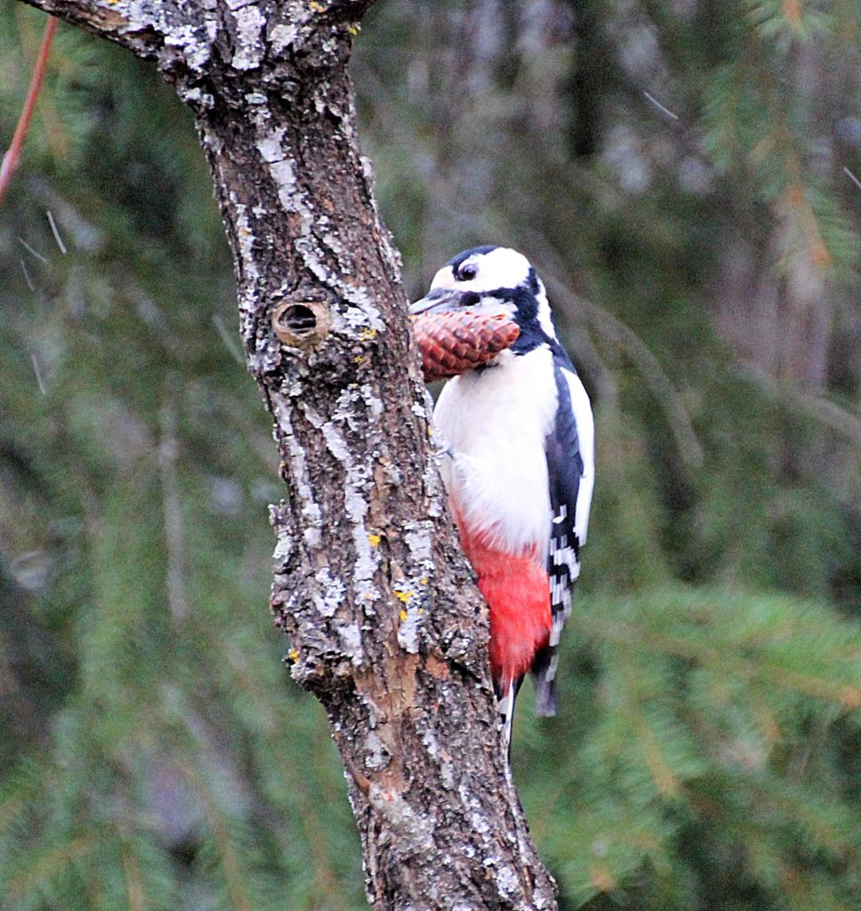 Valokuvaaja: Irja Lehtinen