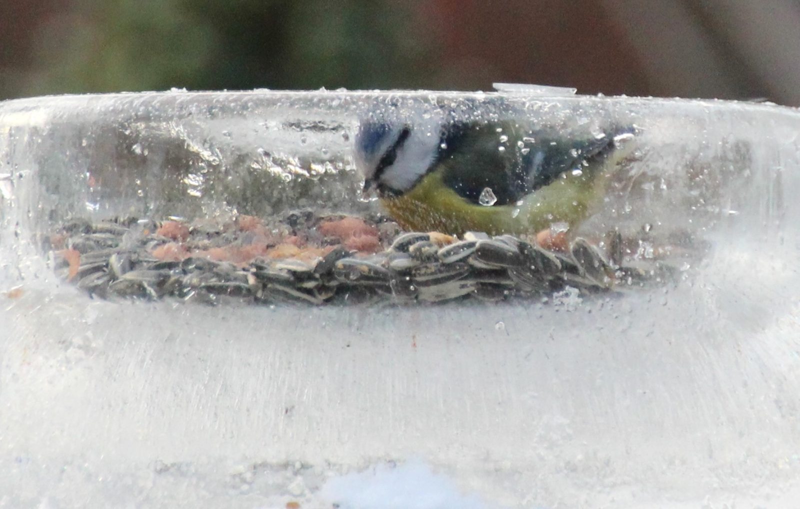 Valokuvaaja: Irja Lehtinen