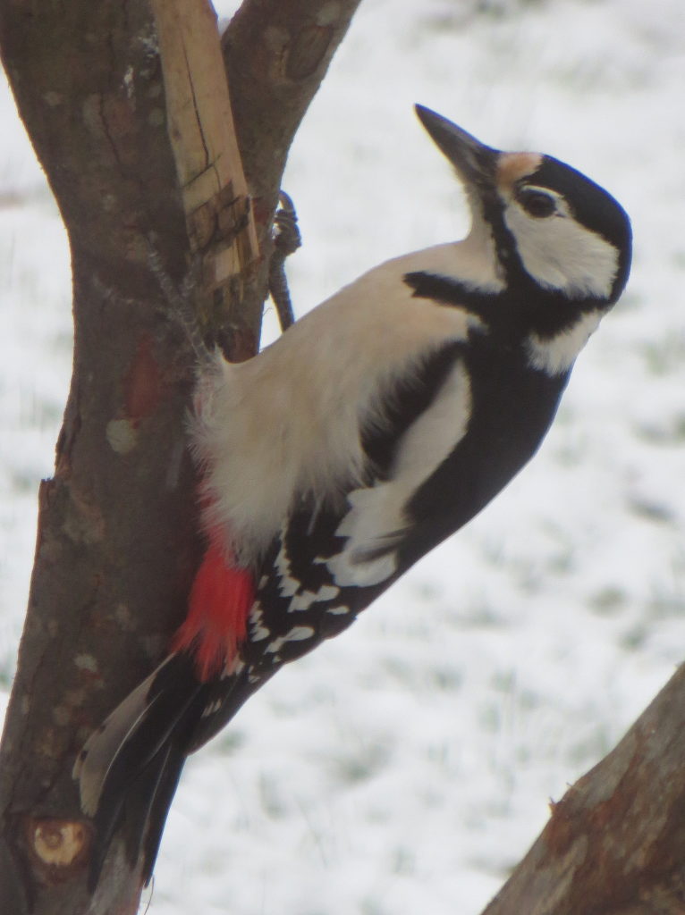 Valokuvaaja: Sirkka Ruotoistenmäki