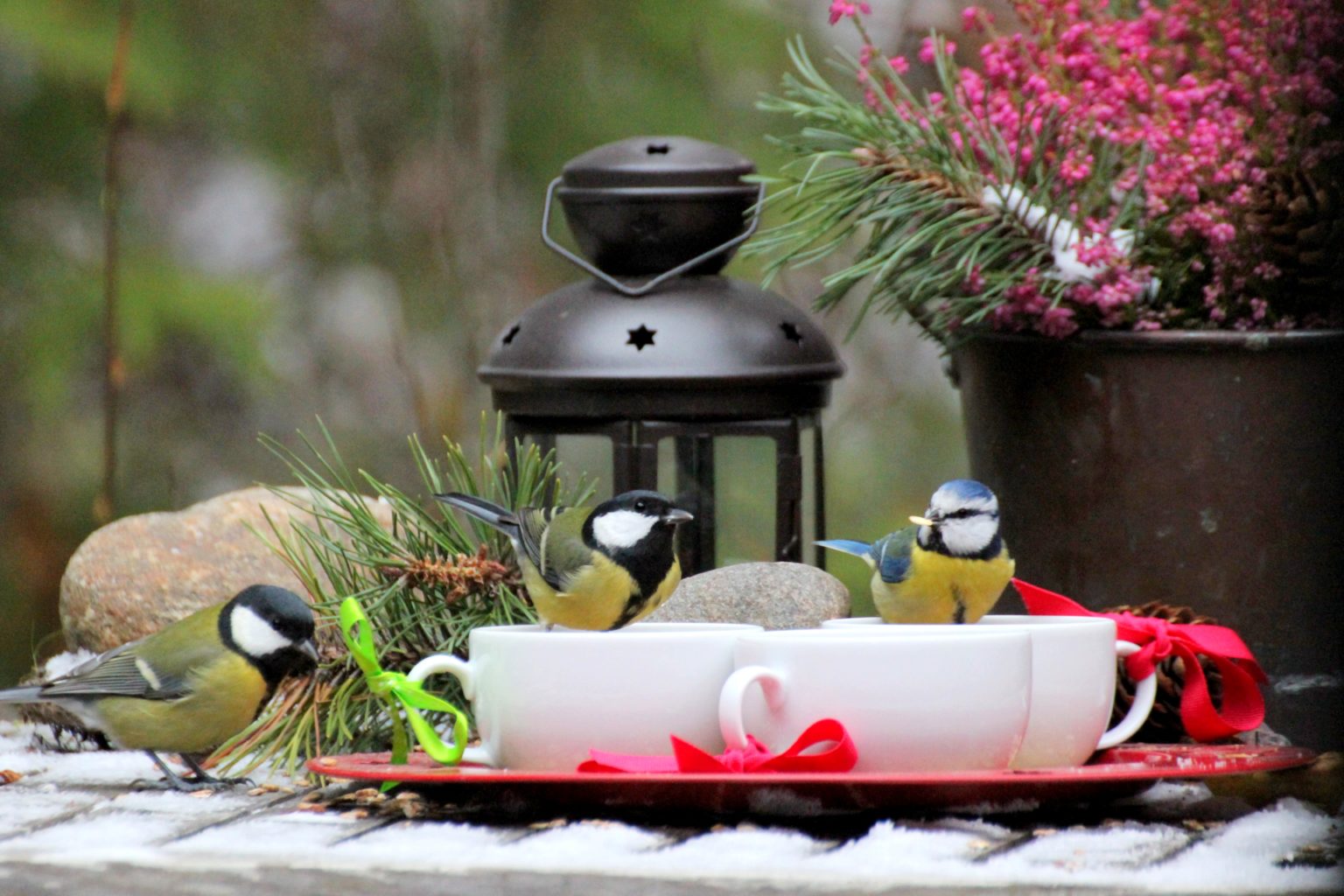 Valokuvaaja: Irja Lehtinen Valokuvaaja: Irja Lehtinen