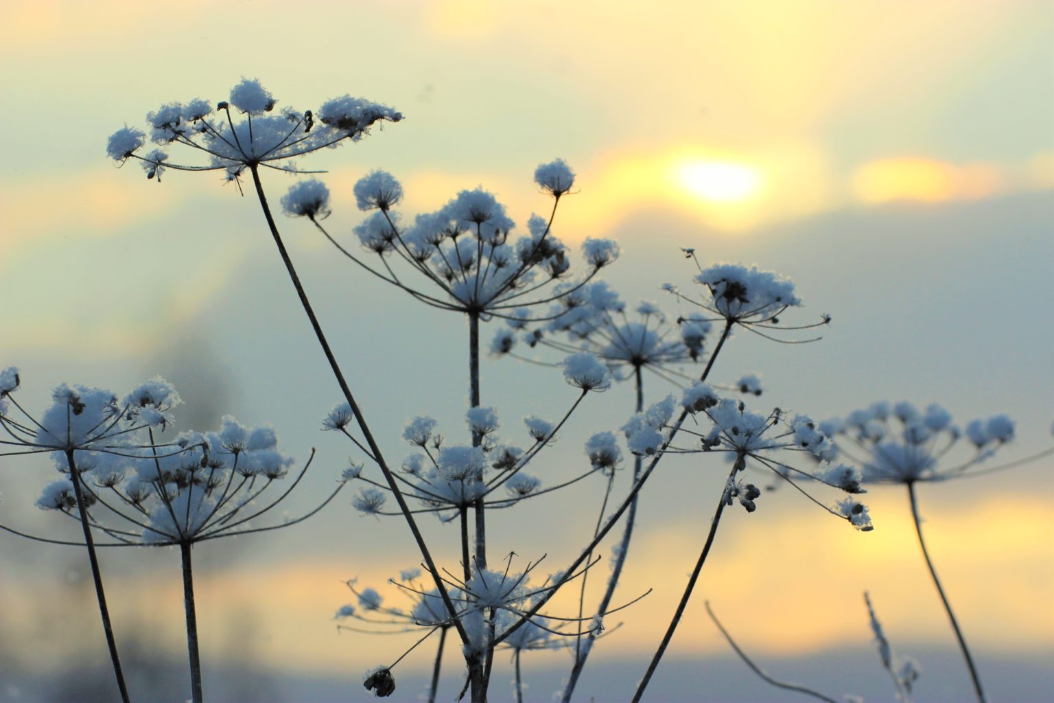 Valokuvaaja: Irja Lehtinen