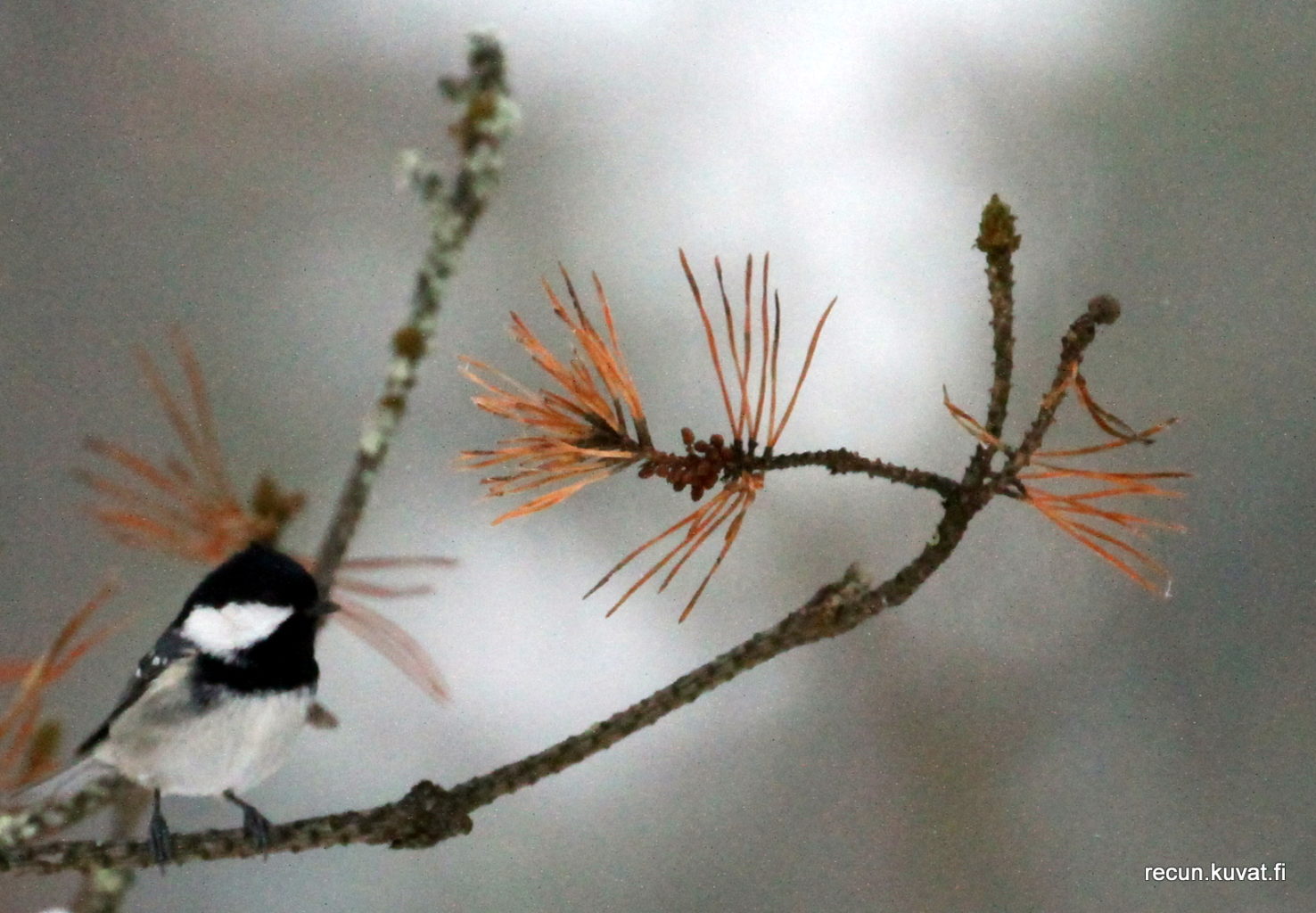 Valokuvaaja: Reijo lehtonen