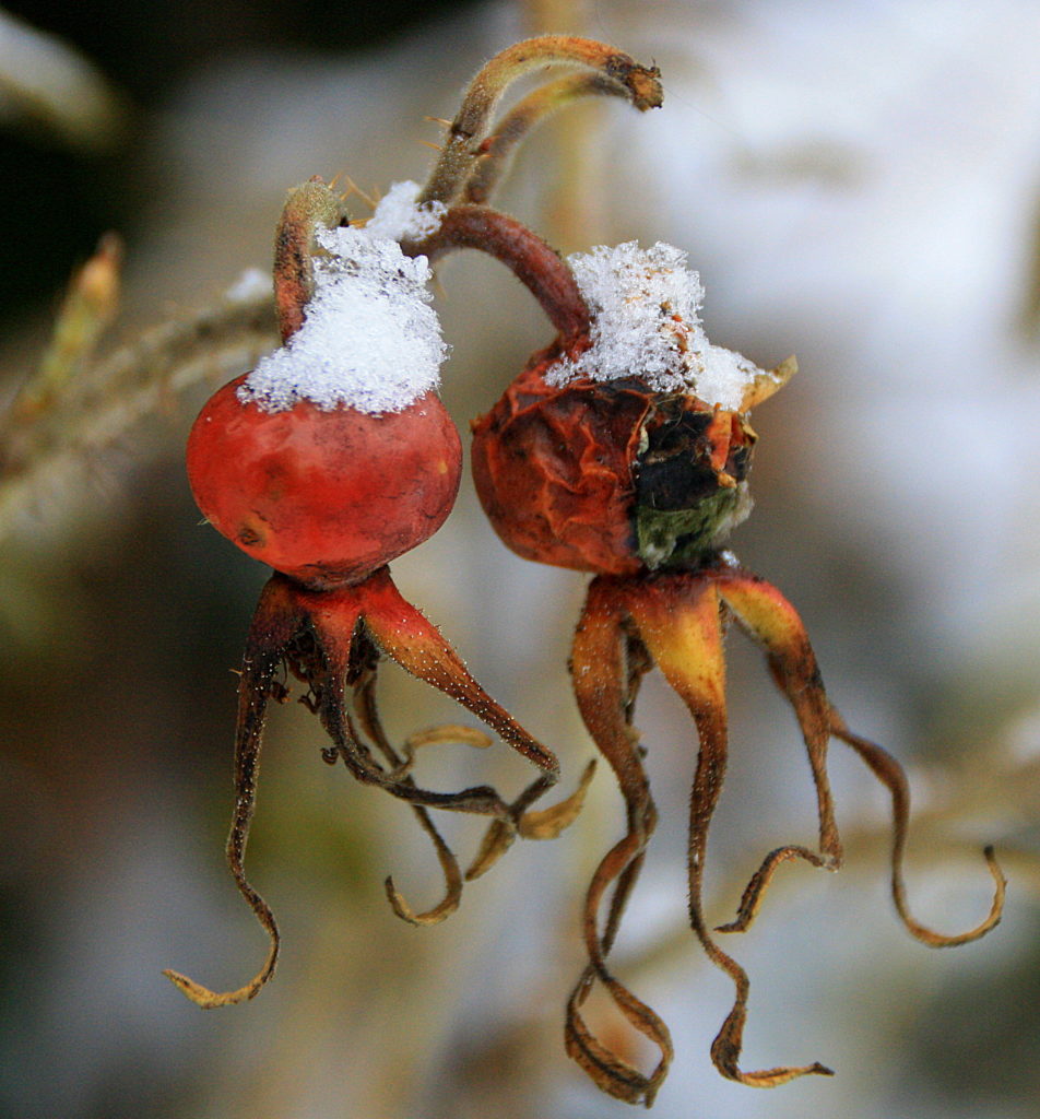 Valokuvaaja: Sirpa Jyske