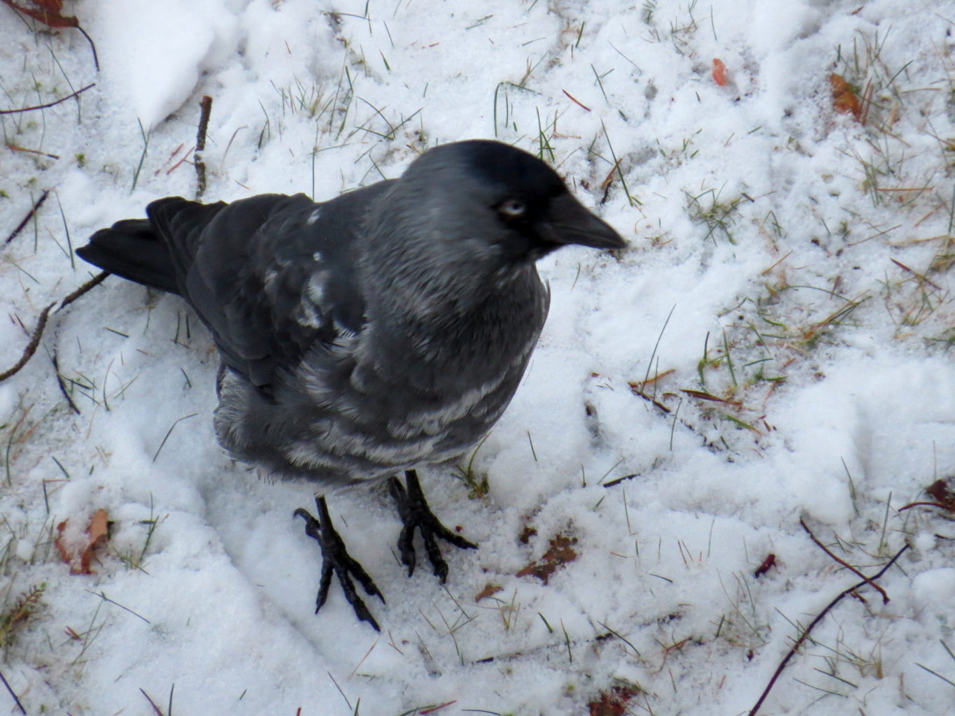 Valokuvaaja: Jaana Talvinen
