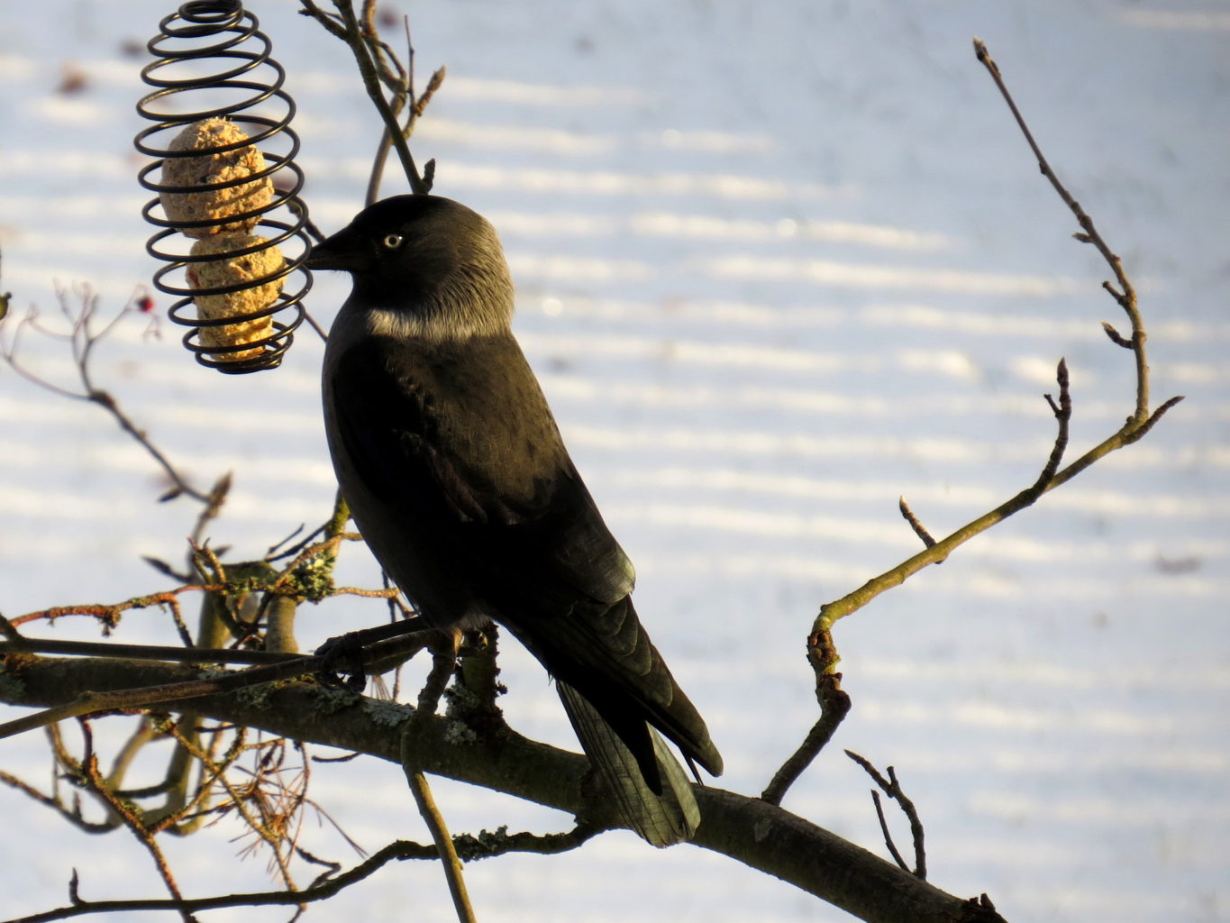 Valokuvaaja: Jaana Talvinen Valokuvaaja: Jaana Talvinen