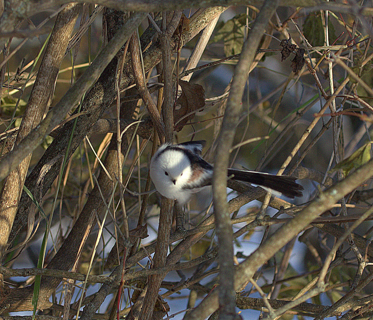 Valokuvaaja: Sirpa Jyske