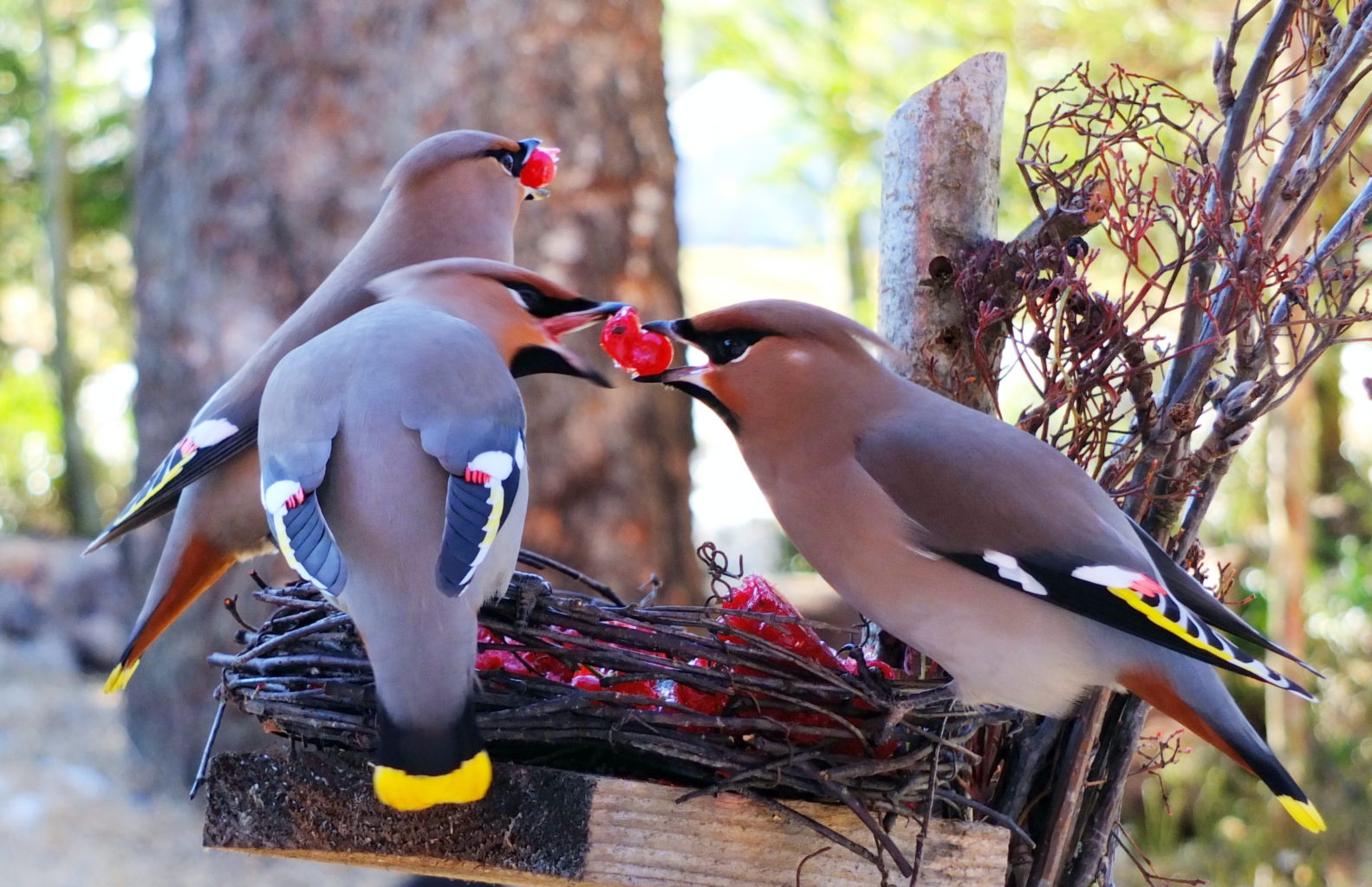 Valokuvaaja: Hannu Rasiranta Valokuvaaja: Hannu Rasiranta