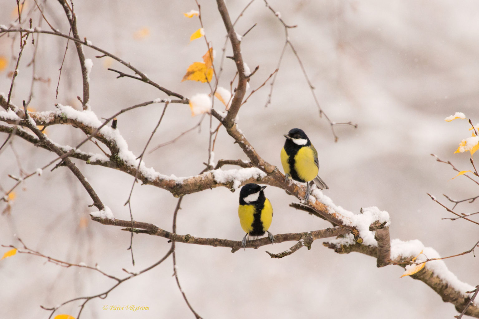 Valokuvaaja: Päivi Vikström