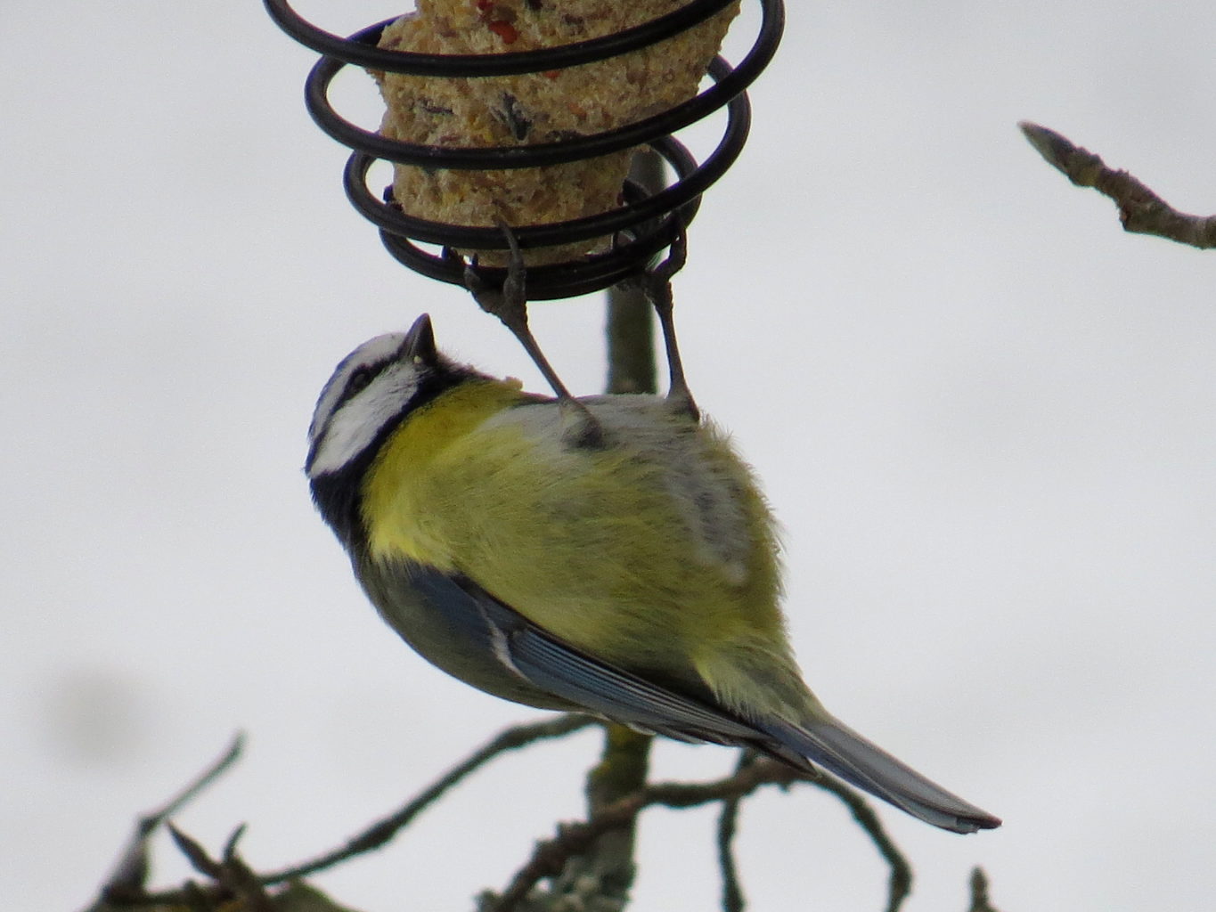 Valokuvaaja: Jaana Talvinen Valokuvaaja: Jaana Talvinen