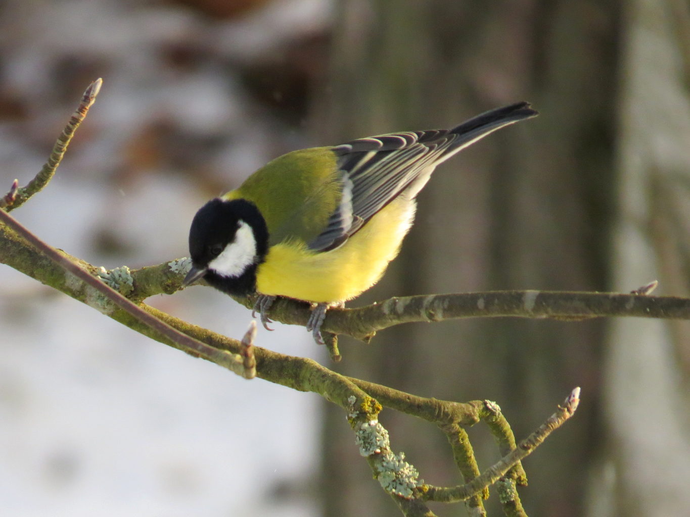 Valokuvaaja: Jaana Talvinen