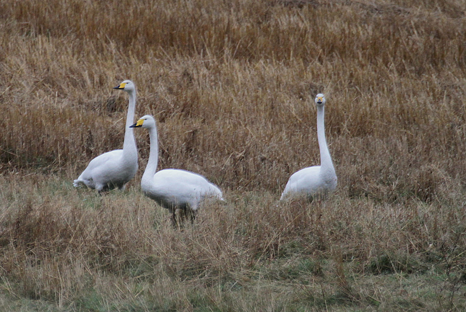 Valokuvaaja: Sirpa Jyske