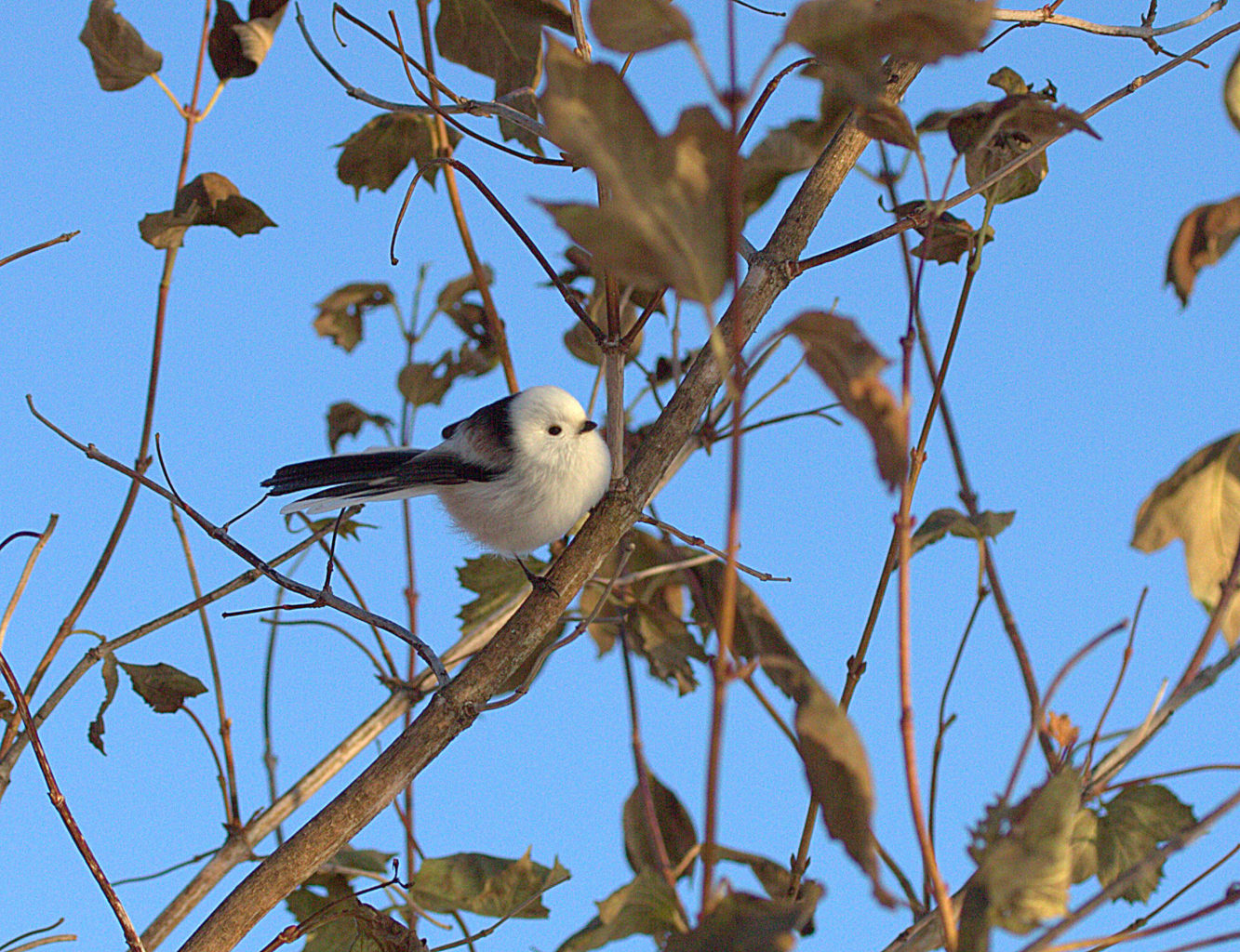 Valokuvaaja: Sirpa Jyske Valokuvaaja: Sirpa Jyske