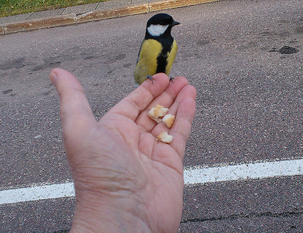Valokuvaaja: Jouko Varonen