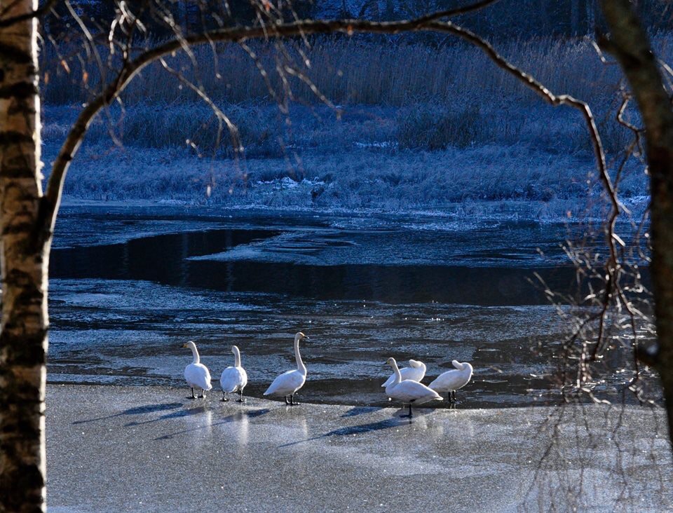 Valokuvaaja: Jenni Merilä