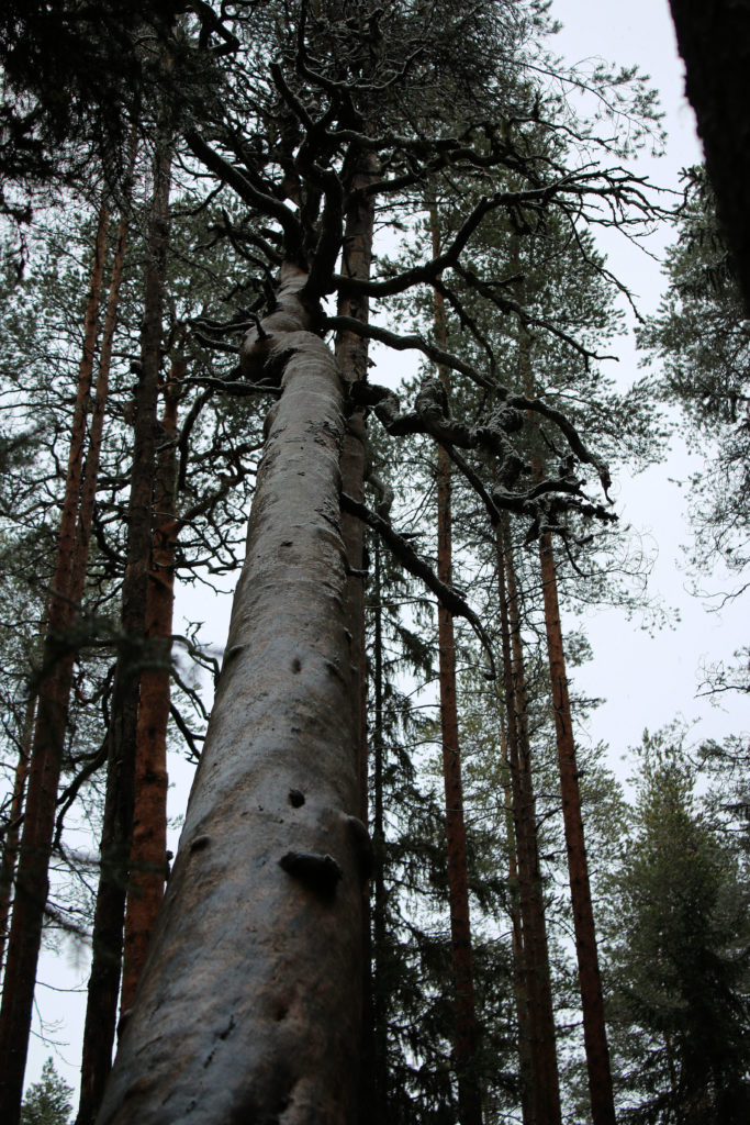 Valokuvaaja: Ahti Keränen