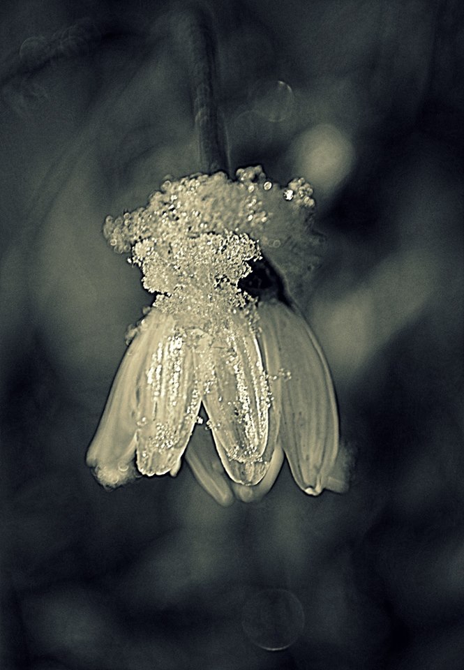 Valokuvaaja: Eija Varjola