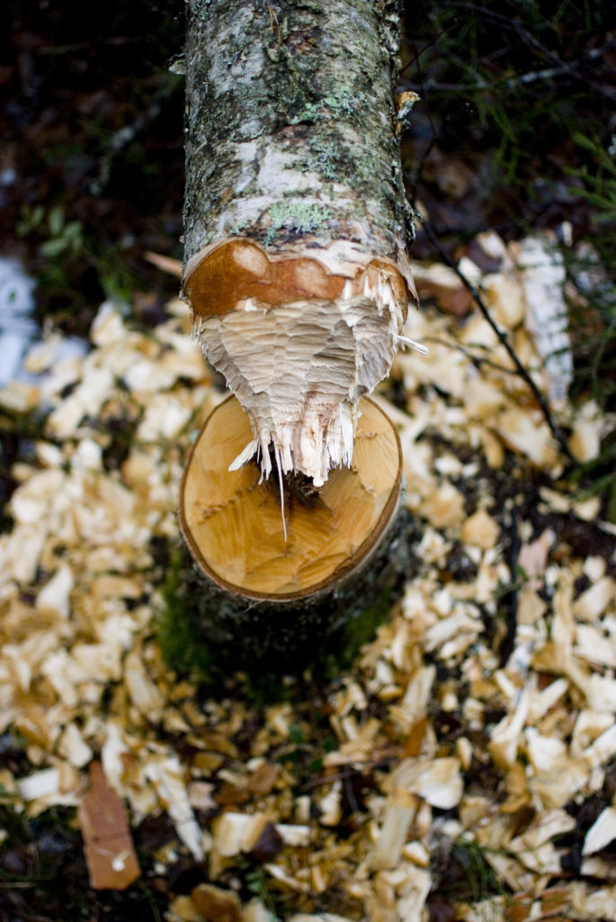 Valokuvaaja: Tuomo Pynnönen