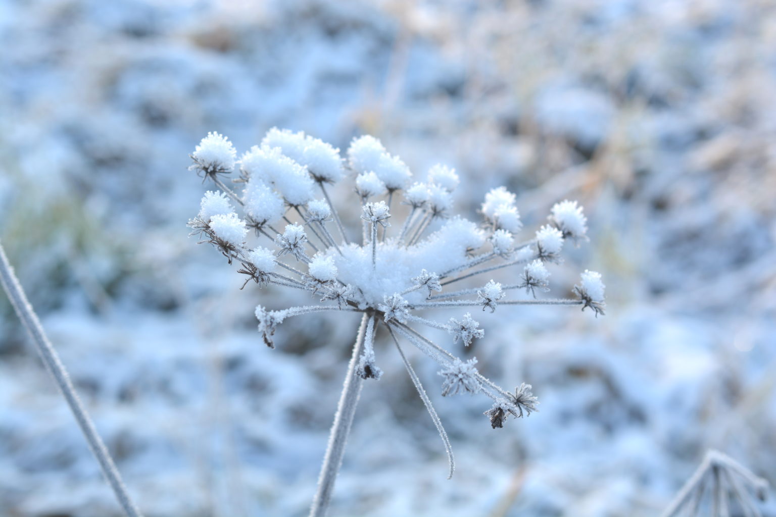 Valokuvaaja: MAIJA SAVOLAINEN