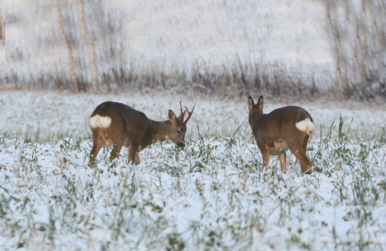 Valokuvaaja: MAIJA SAVOLAINEN