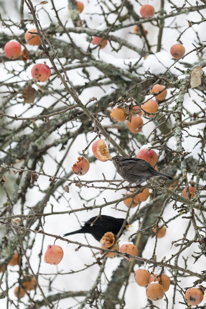 Valokuvaaja: Anne Kaihola