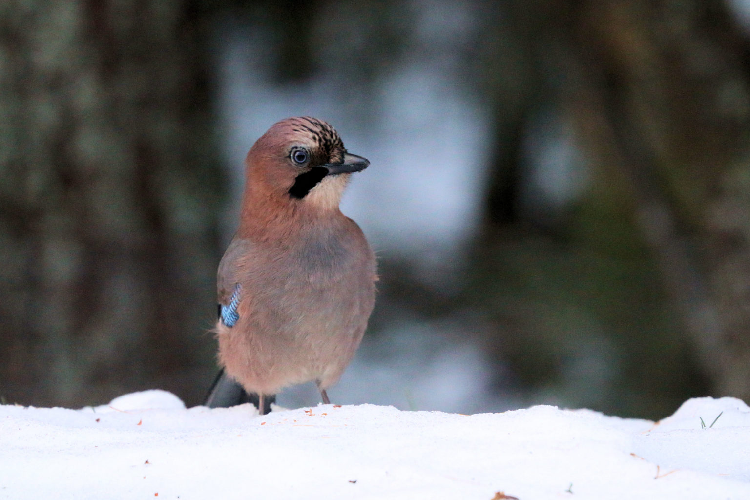 Valokuvaaja: Ahti Keränen Valokuvaaja: Ahti Keränen