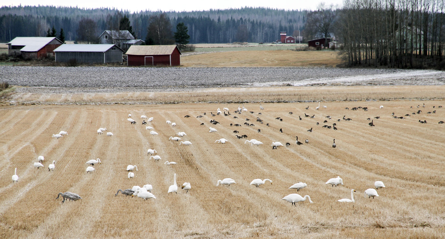 Valokuvaaja: Eine Kakkonen