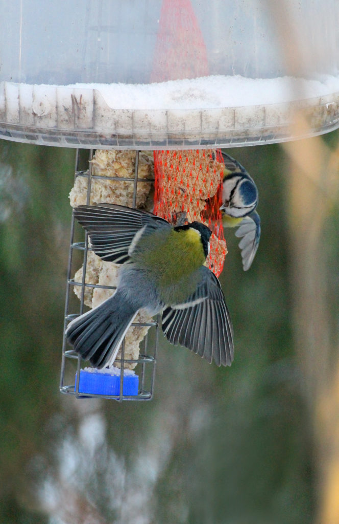 Valokuvaaja: Katri Mäkinen