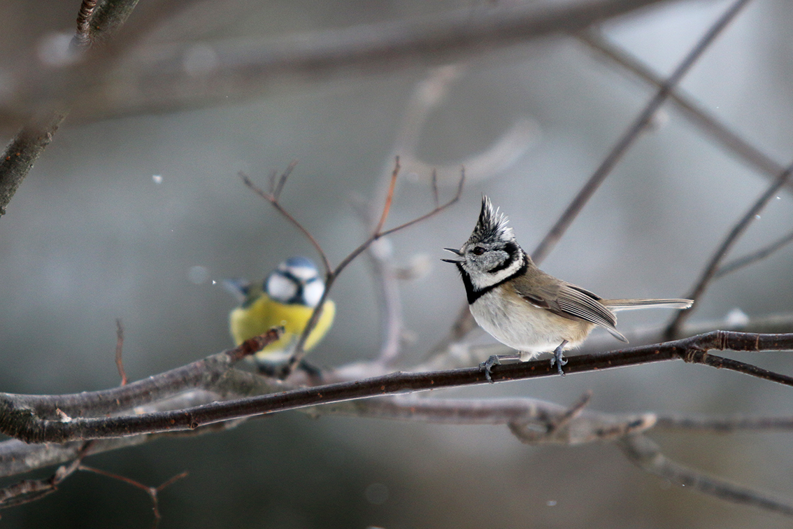 Valokuvaaja: Kristiina Korjonen-Kuusipuro