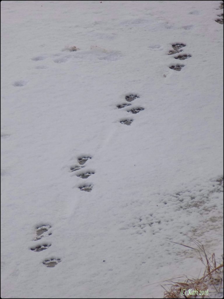 Valokuvaaja: Kari Saarinen