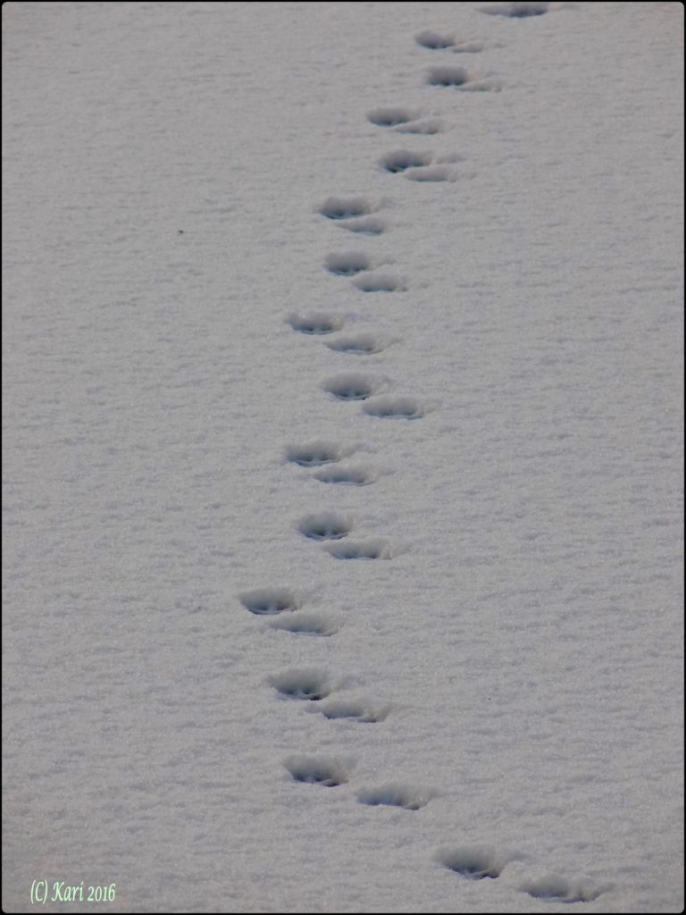 Valokuvaaja: Kari Saarinen