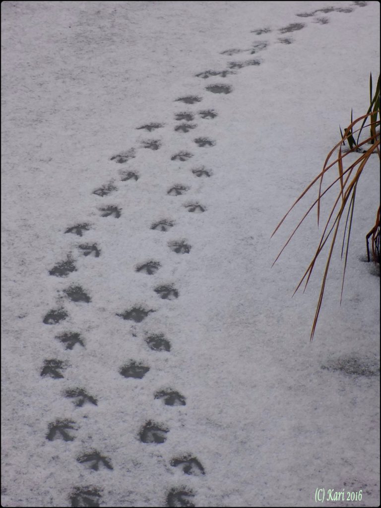 Valokuvaaja: Kari Saarinen