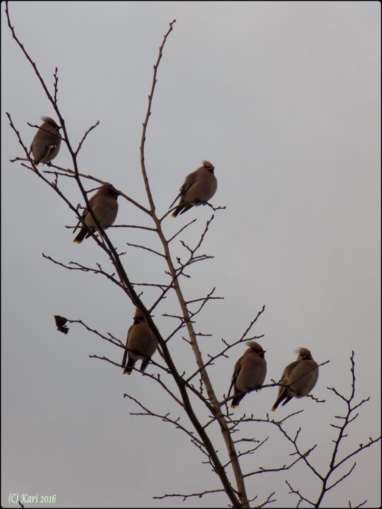 Valokuvaaja: Kari Saarinen Valokuvaaja: Kari Saarinen