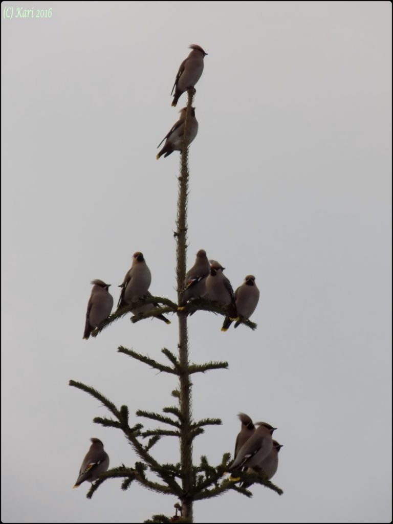 Valokuvaaja: Kari Saarinen